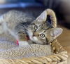 Harrison (dog friendly kitten)