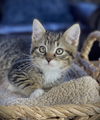Harrison (dog friendly kitten)