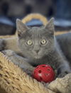 Harley (dog friendly kitten)