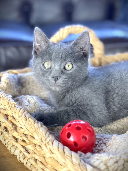 Harley (dog friendly kitten)