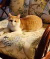adoptable Cat in harrisburg, PA named Peanut -Sweet Young Adult Cat