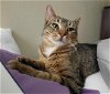 adoptable Cat in harrisburg, PA named Eddie Playful & Cuddly at Blue Dog Pet Shop