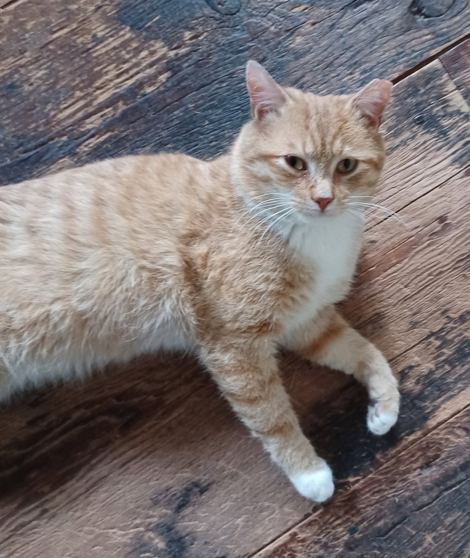 neko-come-see-me-mechanicsburg-petco-s-web-page