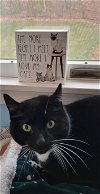 adoptable Cat in harrisburg, PA named Geri