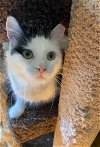 adoptable Cat in  named Miss Fluffy Tail - Medium Hair cat