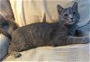adoptable Cat in harrisburg, PA named Dustin- I