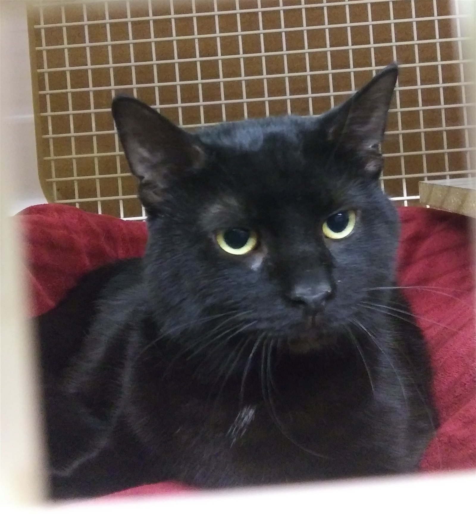 adoptable Cat in Mechanicsburg, PA named Hoffman- See me at West Shore Petco!