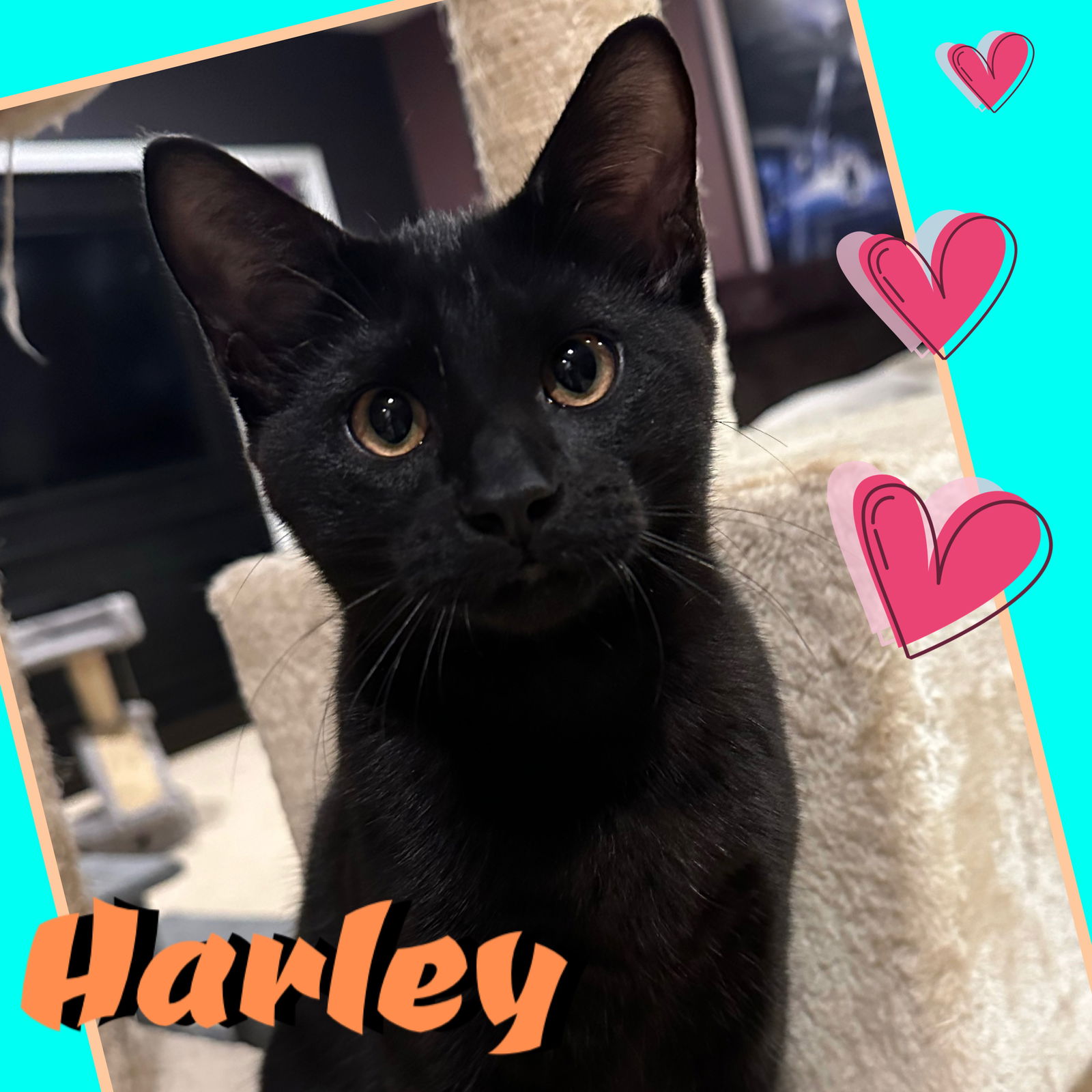 adoptable Cat in Harrisburg, PA named Harley