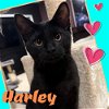 adoptable Cat in harrisburg, PA named Harley  Dog Friendly, Purr Machine