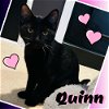 Quinn- Dog friendly & Super Sweet!