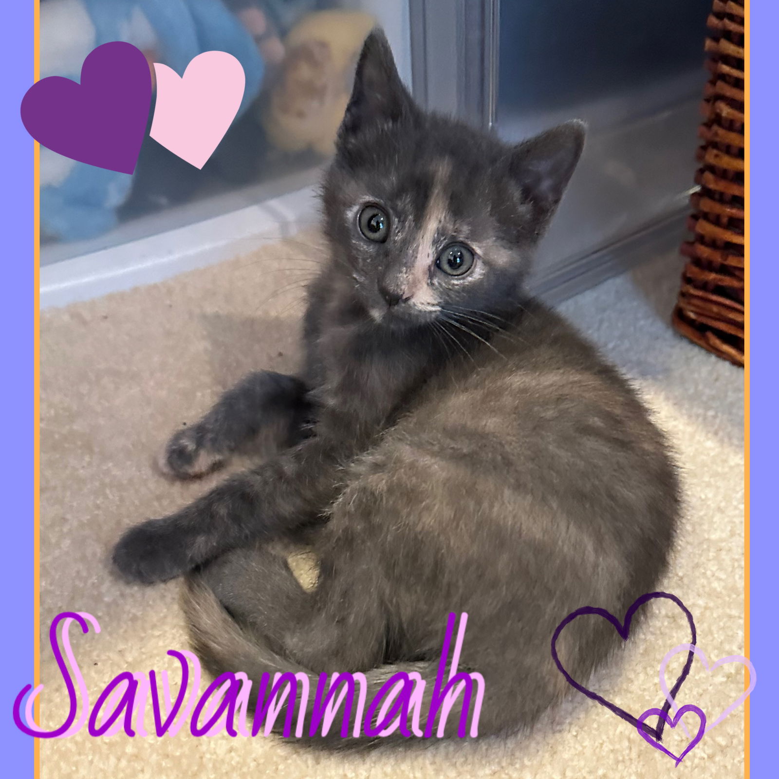 adoptable Cat in Harrisburg, PA named Savannah ❤️ A Little Love Sponge!