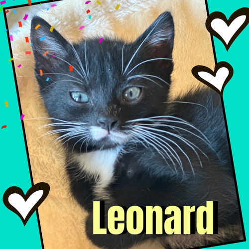 Leonard ❤️ Cuddy, Purr-machine