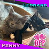 Leonard ❤️ Cuddy, Purr-machine