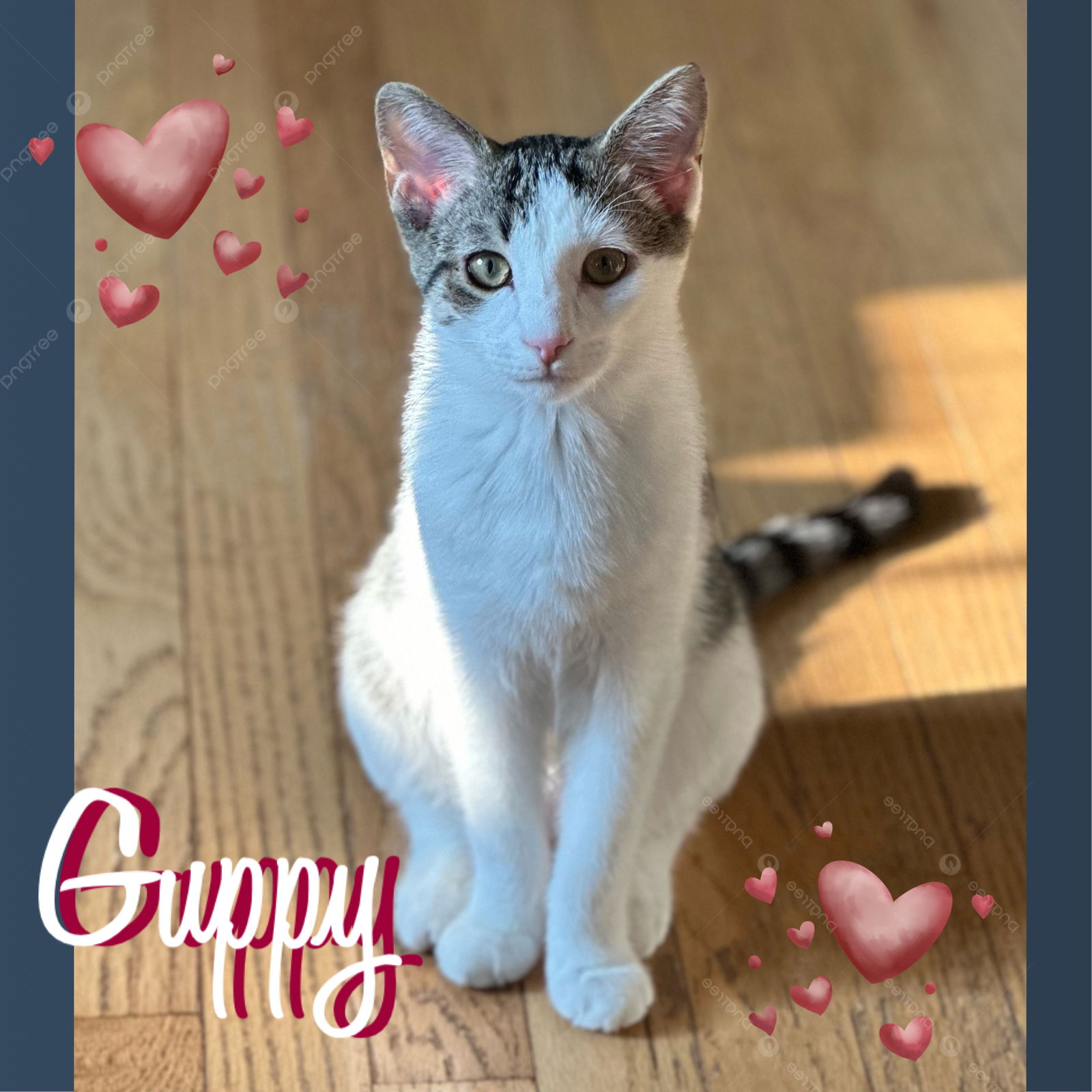 adoptable Cat in Harrisburg, PA named Guppy & Tadpole ❤️ Cuddle Bugs!