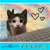 Tadpole ❤️ Dog friendly, Love bug