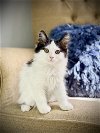 adoptable Cat in  named Brie - Long hair kitten