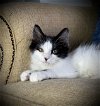 adoptable Cat in  named Oreo - Long hair kitten