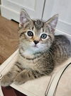 Sky - Kitten, Meet me at Petco Carlisle Pike