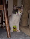 Harlow - Beautiful kitty!