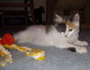 Harlow - Beautiful kitty!