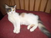 Harlow - Beautiful kitty!