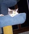 Harlow - Beautiful kitty!