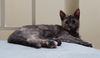 Heidi- Loves playtime!