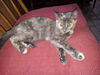 Heidi- Loves playtime!