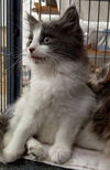 Holmes - Long haired kitten