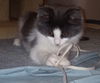 Holmes - Long haired kitten