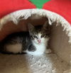 Kira -Kitten, Meet Me at Petco Carlisle Pike