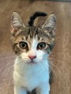 Kira -Kitten, Meet Me at Petco Carlisle Pike