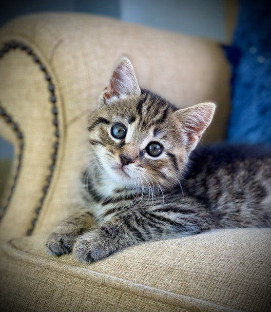 Fully Kitten Lucca- One Confident Kitten!'s Web Page