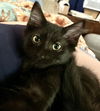 adoptable Cat in , PA named LITTLE BEAR the Kitten-Come Visit Me @ Blue Dog