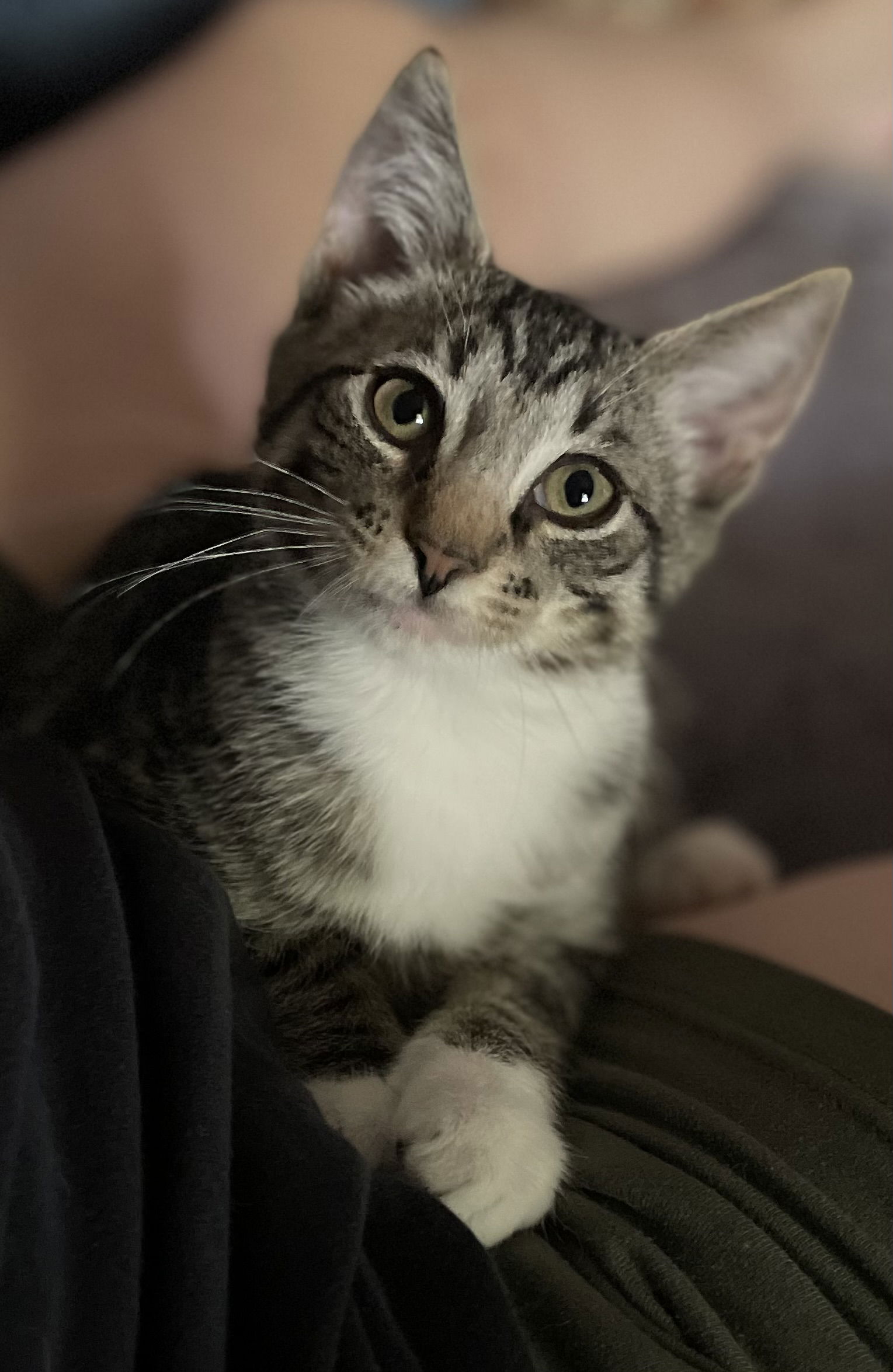 adoptable Cat in Harrisburg, PA named FRITZ the Kitten