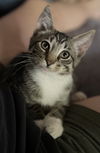 adoptable Cat in , PA named FRITZ the Kitten- Come Visit Me @ Blue Dog