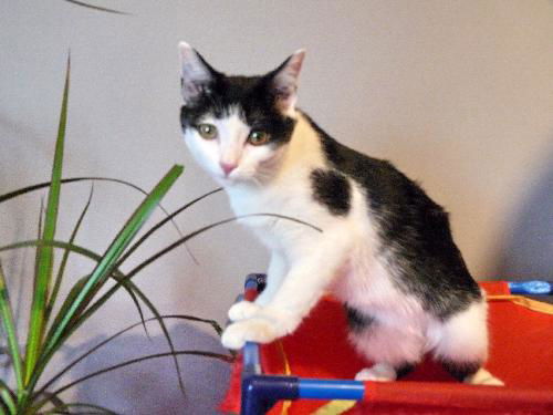 Carabella - The Cute and Sweet Kitten