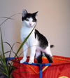 Carabella - The Cute and Sweet Kitten