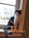 Carabella - The Cute and Sweet Kitten