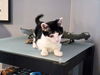 Carabella - The Cute and Sweet Kitten