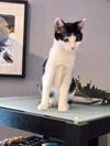 Carabella - The Cute and Sweet Kitten