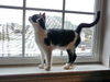 Carabella - The Cute and Sweet Kitten