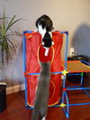 Carabella - The Cute and Sweet Kitten