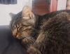 PEPPERCORN