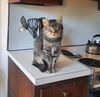 PEPPERCORN
