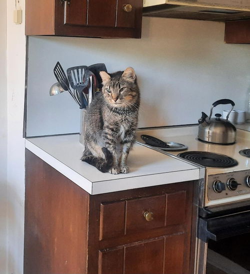 PEPPERCORN