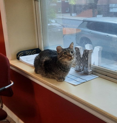 PEPPERCORN, an adoptable Domestic Short Hair in Harrisburg, PA