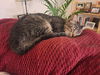 PEPPERCORN