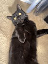 Tala - Visit me at Petco on Jonestown Rd!