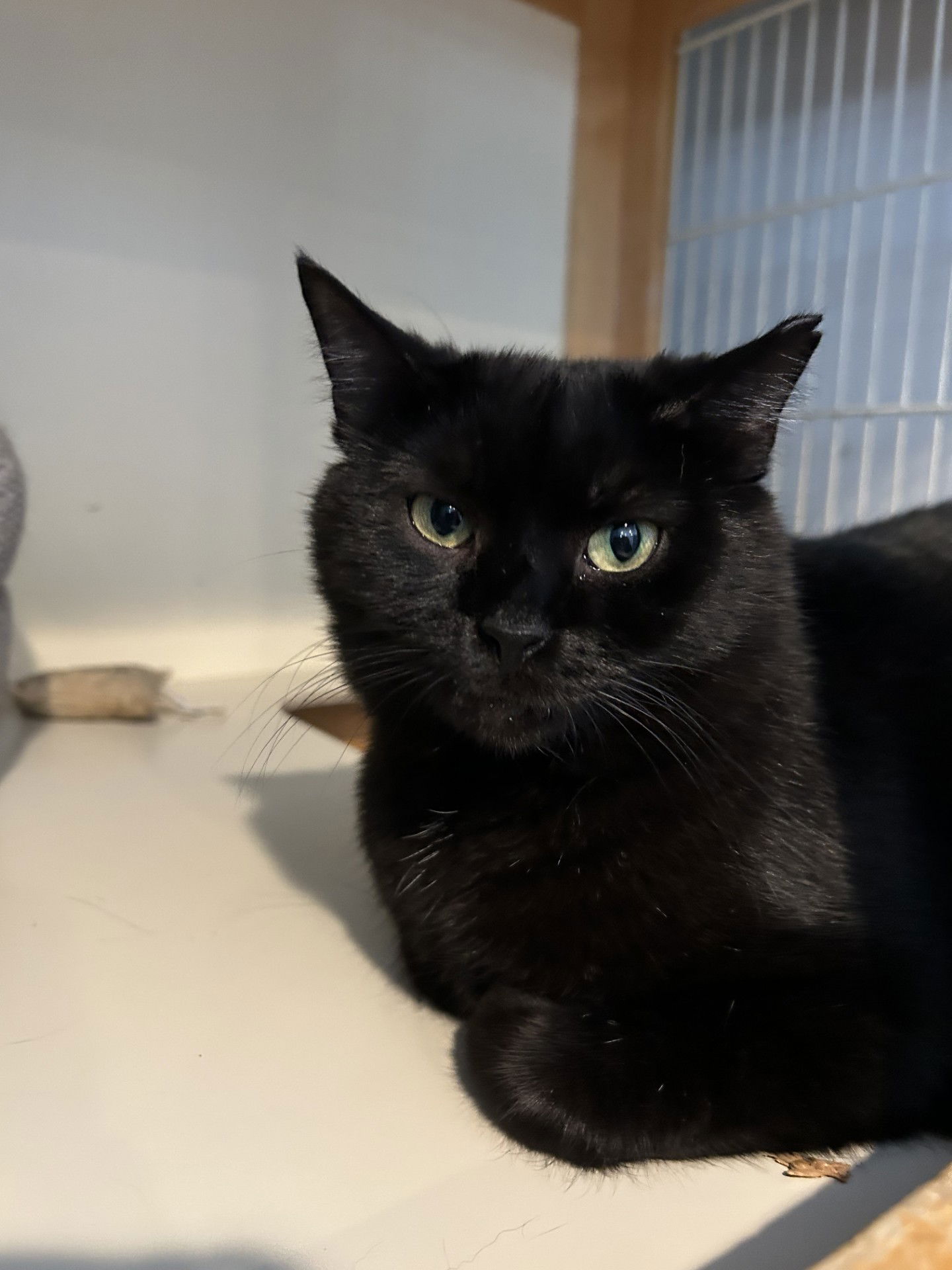 adoptable Cat in Harrisburg, PA named Farrah Meet Me at Petco Mechanicsburg!